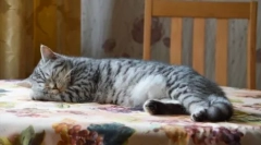 Що чекати, якщо кота прийшла до дому